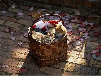 “舅舅在任天堂工作” 樱井政博曾邀请孩子来测试即将推出的游戏