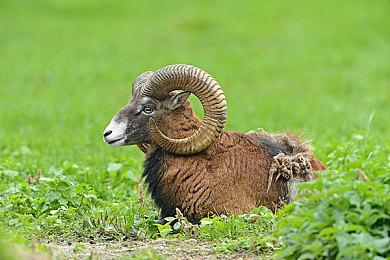 肉鸽麻将《青天井》1月20日正式上线！更适合中国玩家体质的“小丑牌”来了