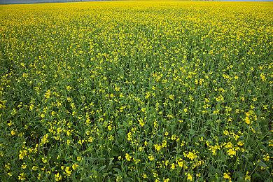 消息称《狡狐大冒险5》从夏天开始已经进入开发阶段